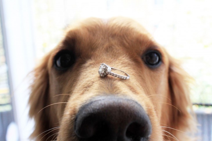 perro anillo de compromiso