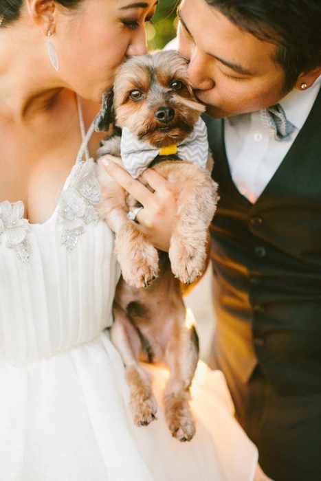 perros en fotografias de boda