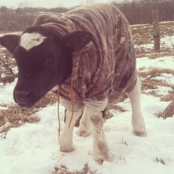 Vaca en la nieve con suéter