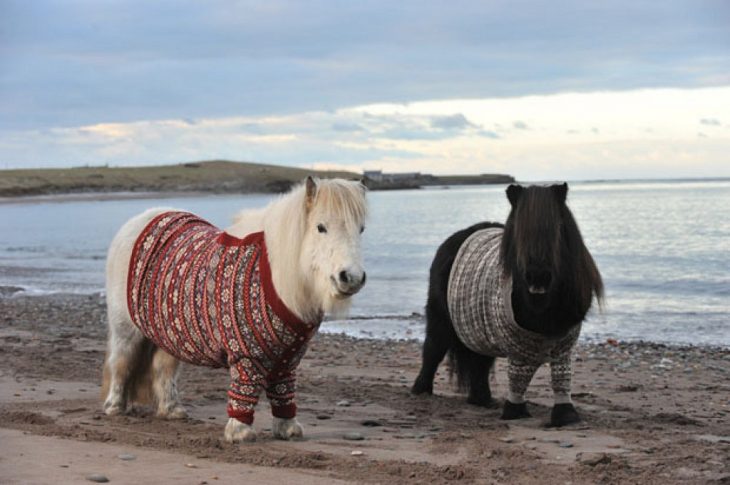 Ponys con suéter