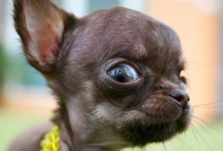 perro chihuahueño con cara de miedo 