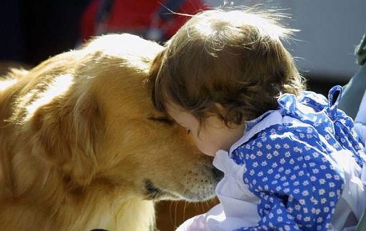 Perro golden con una niña pequeña 