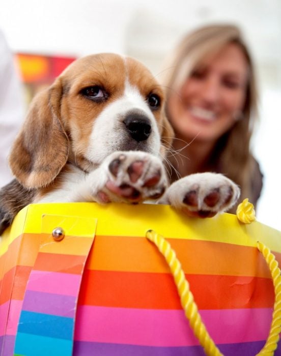 Perro beagle deteniendo el bolso de su dueña 