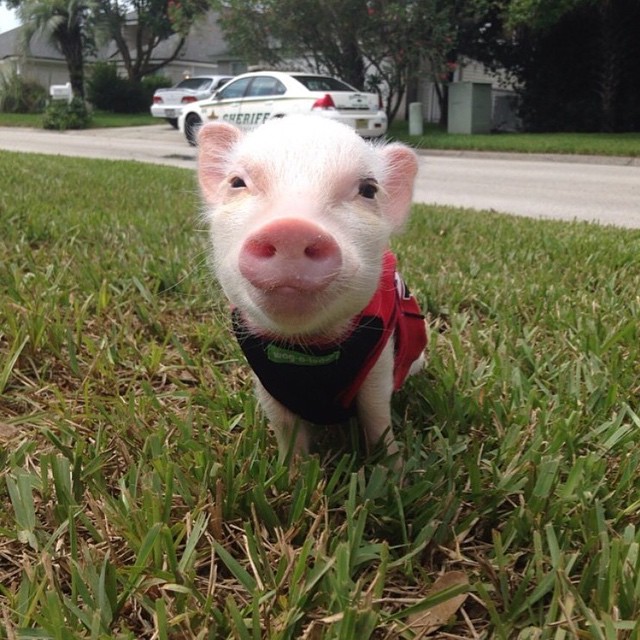 Mini pig rosa en el pasto