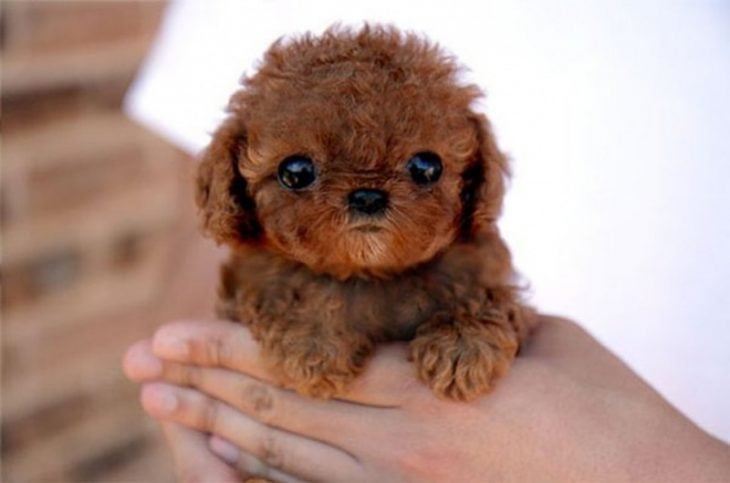 Los 25 cachorros miniatura