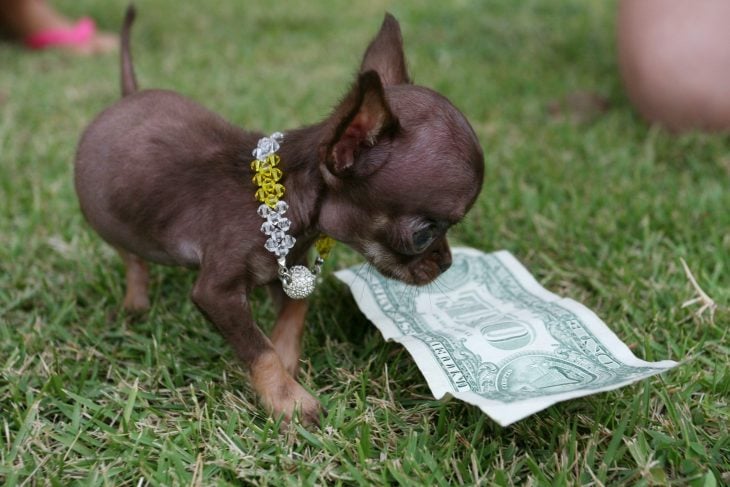 Los 25 cachorros miniatura