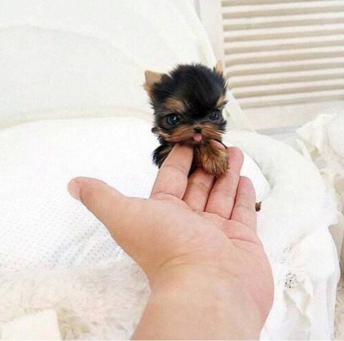 Los 25 cachorros miniatura