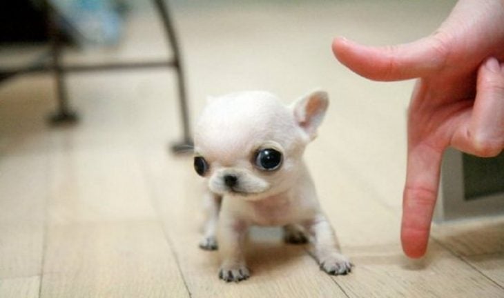 Los 25 cachorros miniatura