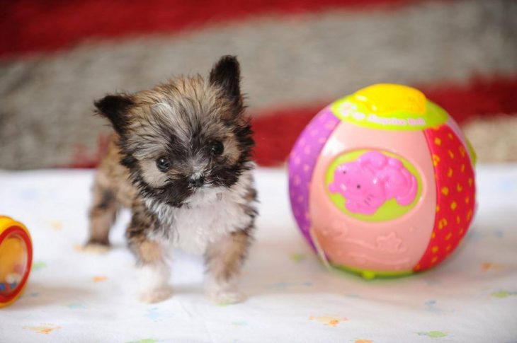 perrito más pequeño que una pelota