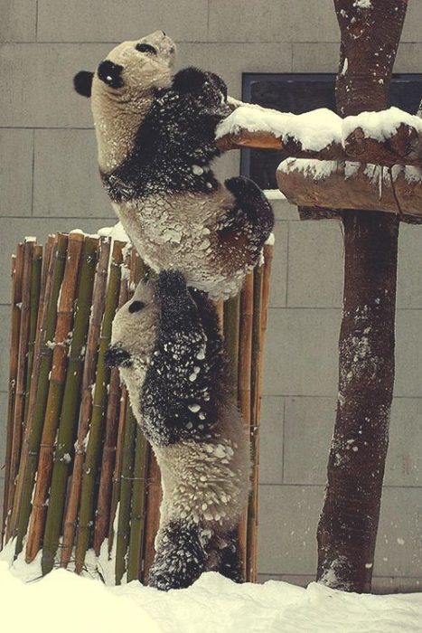 osos panda ayudándose a subir 