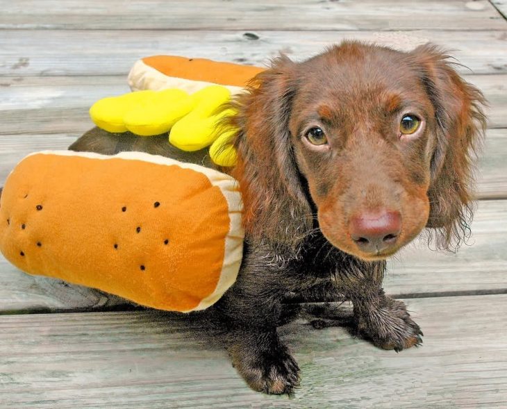 Perro disfrazado de hot dog
