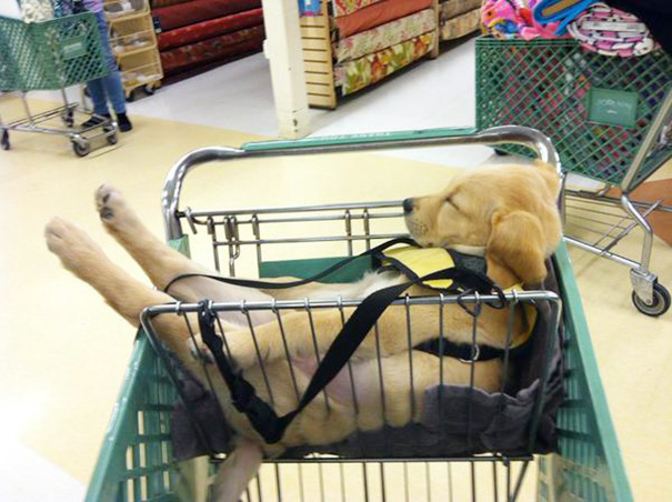 perrito dormido en el carro del supermercado 