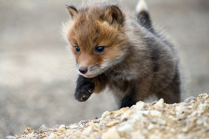25 Fotos de animales bebés que te derretirán el corazón