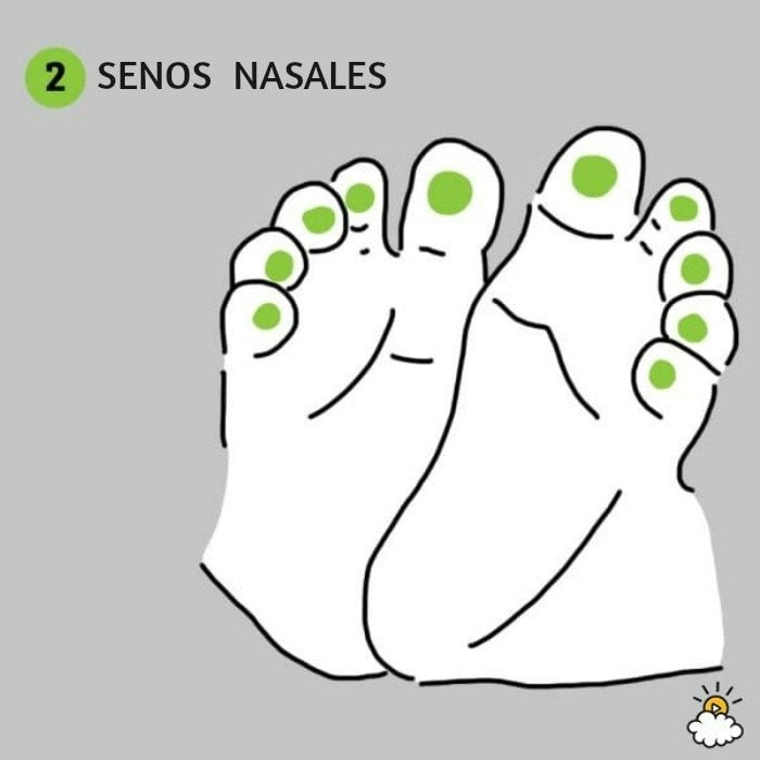 ilustración senos nasales reflexiología de pies para salud de tu bebé