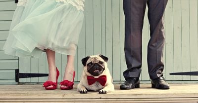 14 de las mejores ideas para compartir el día de tu boda con tu mascota