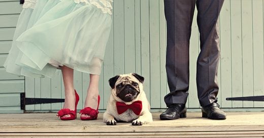 compartir el día de tu boda con tu perro