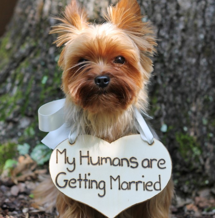 yorkie en boda