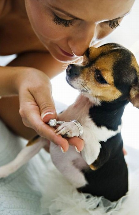 chihuhua con anillo de compromiso