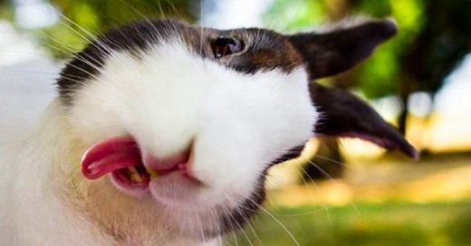 Adorables conejitos sacando la lengua ¡Enamórate de ellos!
