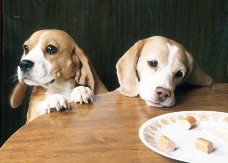 Perros beagle comiendo salchicha