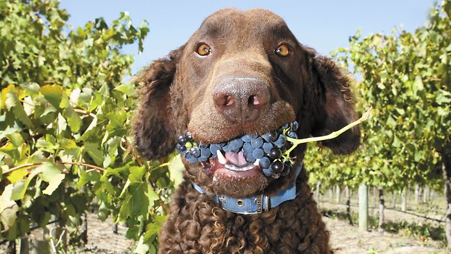 Perro comiendo uvas