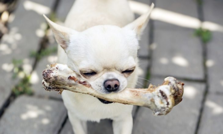 Perro chihuahua con un hueso 