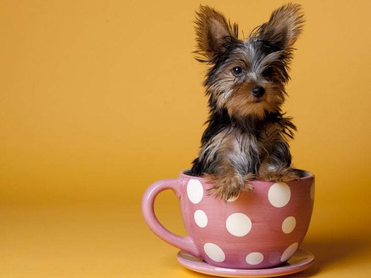 Yorkshire en una taza de café