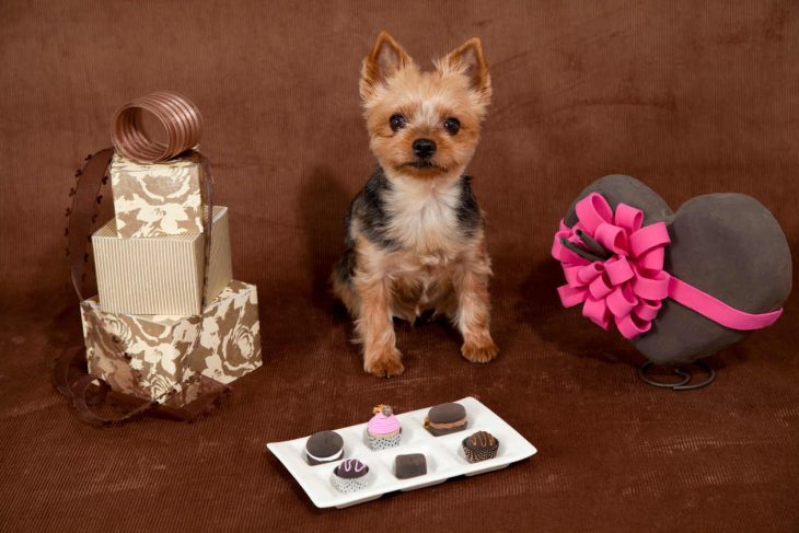 Perro comiendo chocolate