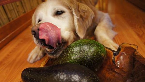 Perro comiendo aguacate