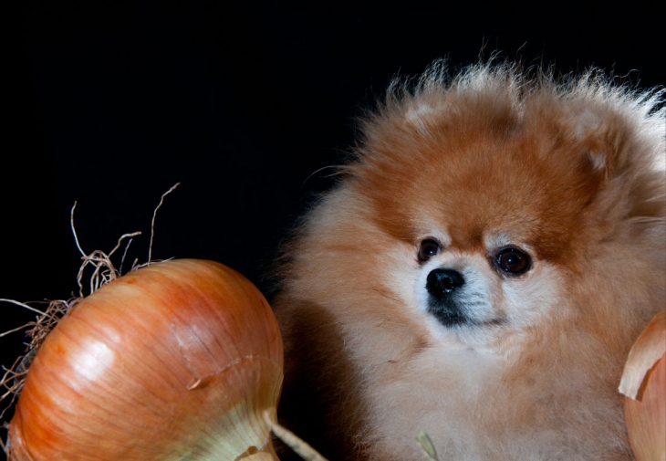 Perro pomeranian con cebolla 