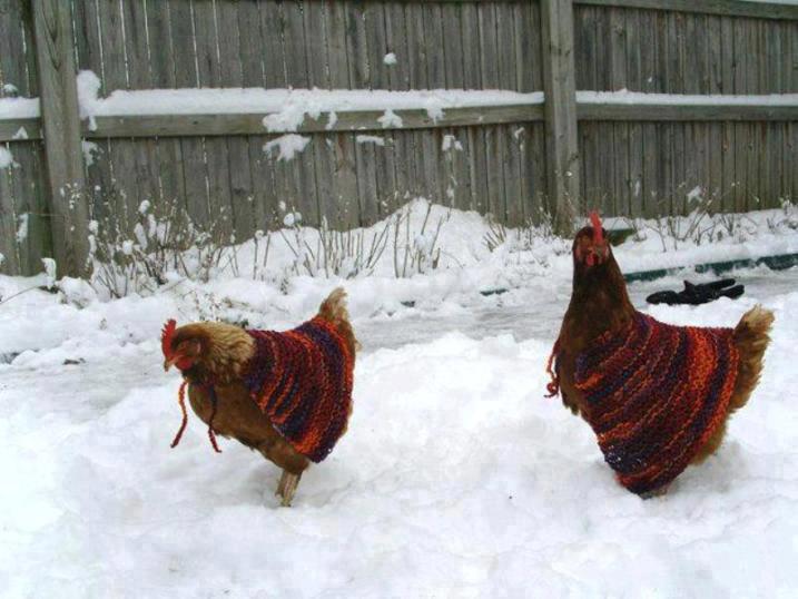 Gallinas en la nieve con suéter