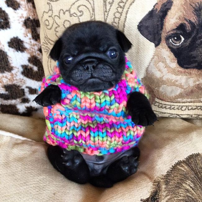 Cachorro pug negro con suéter