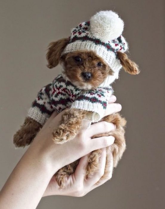 Perrito café con gorro y suéter 