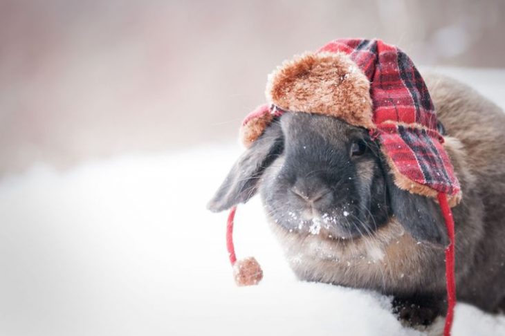 Conejo gris con gorro