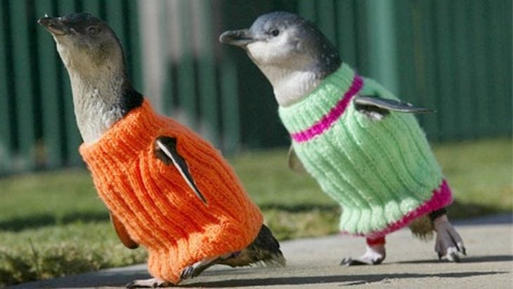 Pingüinos con suéter