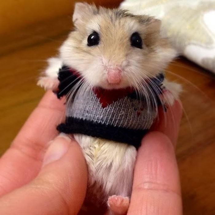 Hamster con suéter