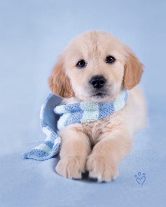 Perro golden cachorro con bufanda azul