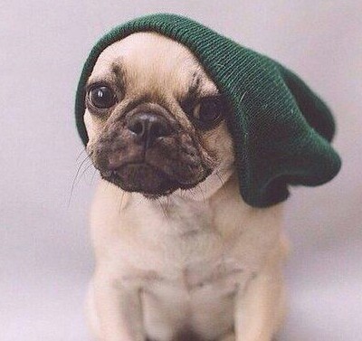 Perro pug con gorro verde