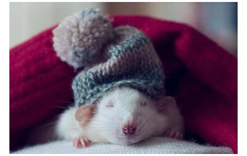 Hamster blanco con un gorro gris y cobijado