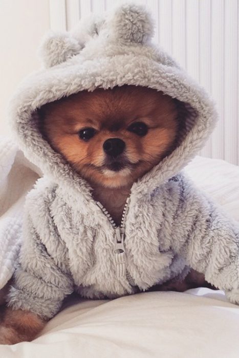 Perrito pomerian café con suéter gris 