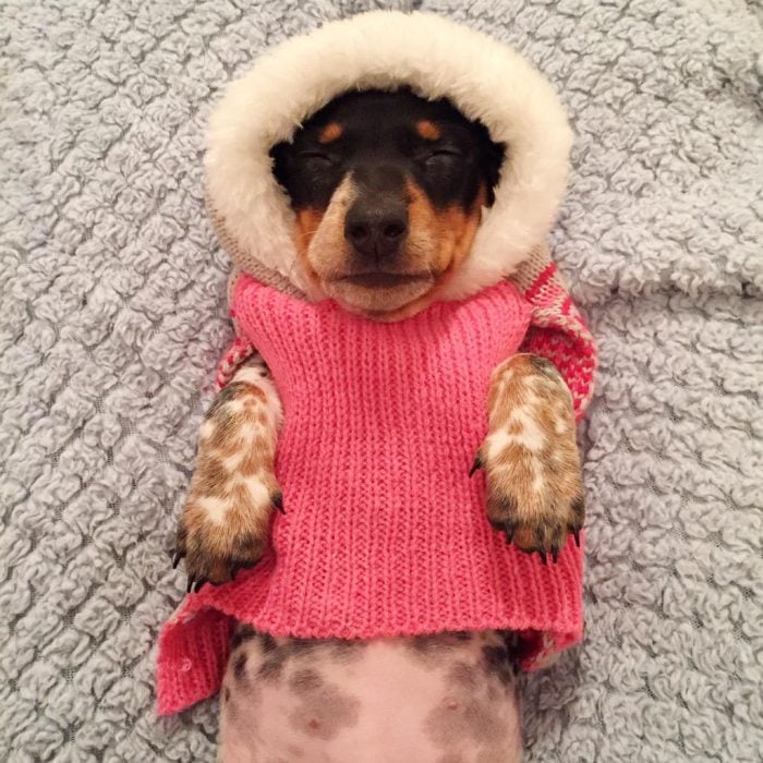 Perrito con suéter rosa y gorrito 