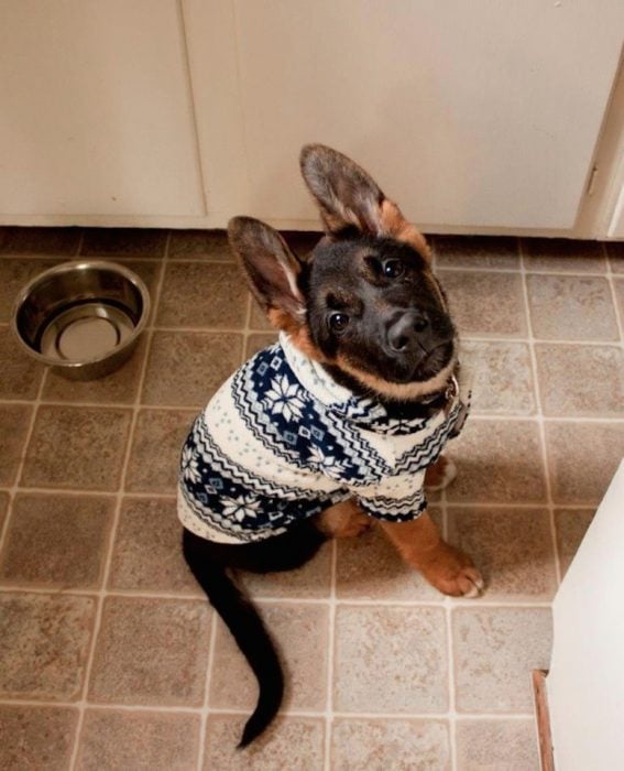 Perro pastor alemán con suéter blanco y azul 