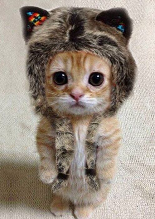 Gatito anaranjado con gorro 