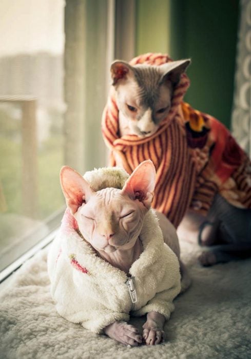 Gatos esfinge con suéter