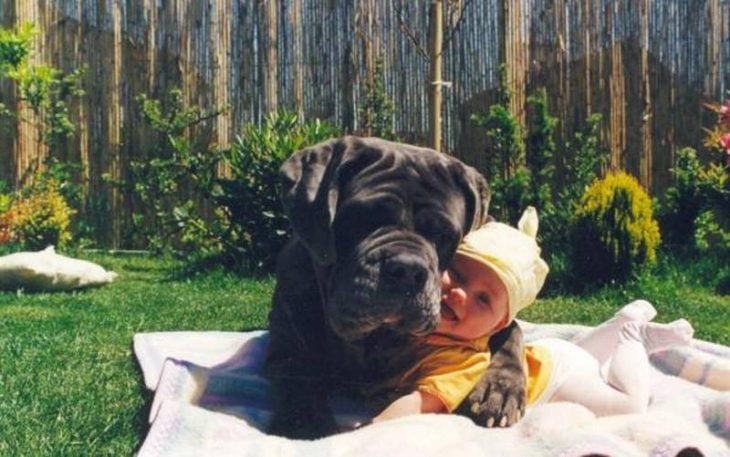Un perro grande abrazando a un bebé 