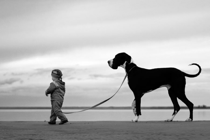 Niño caminando y tirando una cuerda a su perro grande 