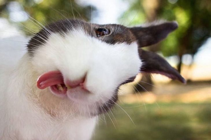 Conejo volteando la cabeza y sacando la lengua 