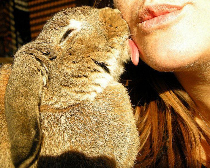 Conejito lamiendo el cachete de una chica 