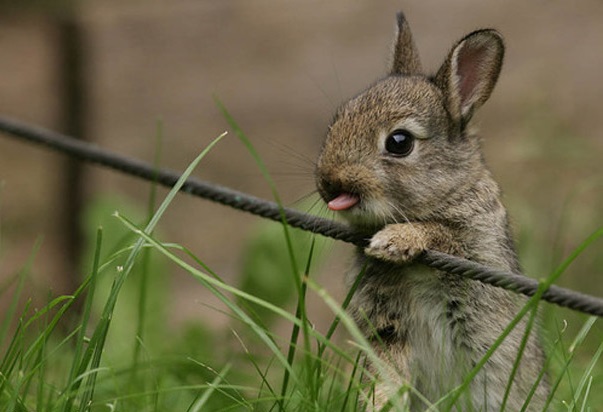 Conejito bebé gris sacando la lengua 