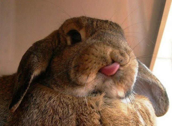 Conejo gris sacando la lengua 